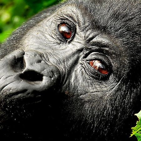 Sanctuary Gorilla Forest Camp Hotel Ntungamo  Esterno foto