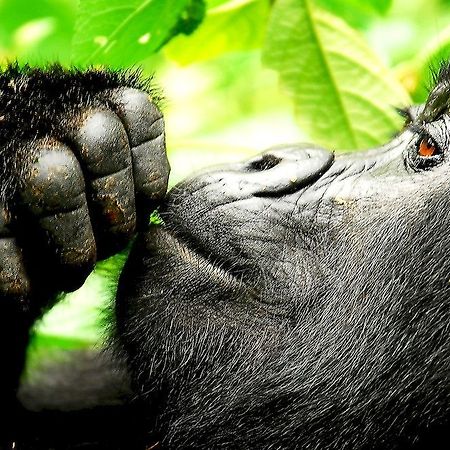 Sanctuary Gorilla Forest Camp Hotel Ntungamo  Esterno foto