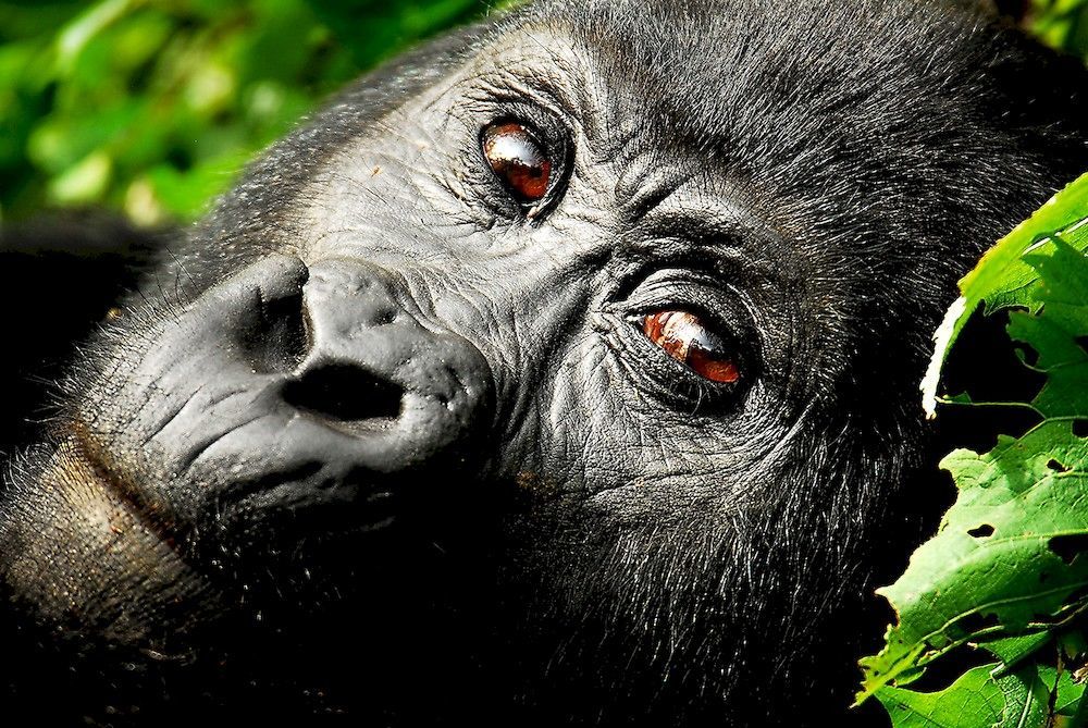 Sanctuary Gorilla Forest Camp Hotel Ntungamo  Esterno foto