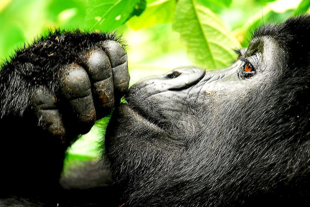 Sanctuary Gorilla Forest Camp Hotel Ntungamo  Esterno foto