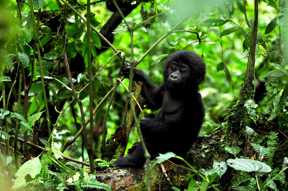Sanctuary Gorilla Forest Camp Hotel Ntungamo  Esterno foto