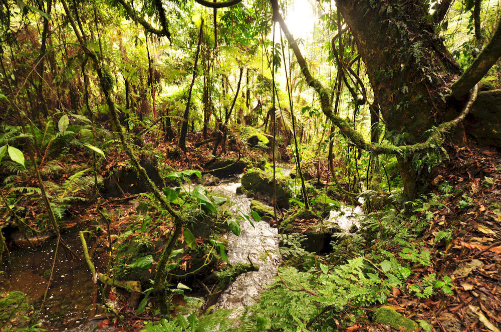 Sanctuary Gorilla Forest Camp Hotel Ntungamo  Esterno foto